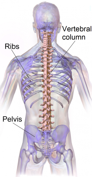 fizjoterapia - budowa kręgosłupa